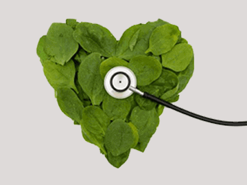 stethoscope on heart shaped plant